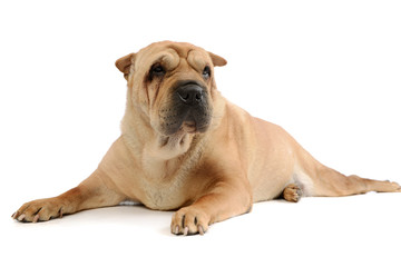 Obraz premium Studio shot of an adorable Shar pei