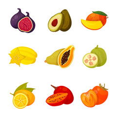 Set of exotic fruits vector illustration isolated on white background. Sliced tropical organic fruit mango, fig, avocado, star fruit, papaya, carambola, guava, kumquat. Raw vegetarian food