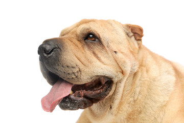 Obraz premium Portrait of an adorable Shar pei