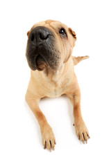 Obraz premium Studio shot of an adorable Shar pei