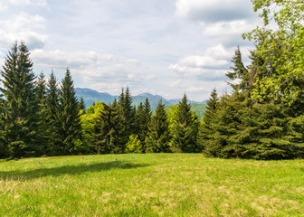 small meadow with trees around in Velka Fatra mountains with Mala Fatra mountains on the background in Slovakia