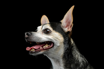 Portrait of an adorable mixed breed dog