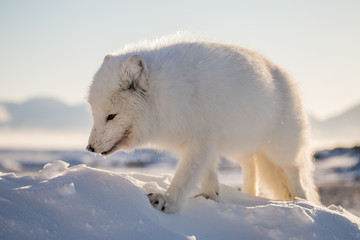 Lis polarn w zimowej szacie, południowy Spitsbergen © blackspeed