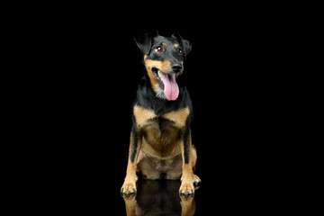 Studio shot of an adorable Jack Russell Terrier puppy