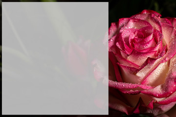 Greeting card for congratulations with pink roses water drop with a dark background