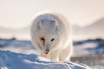 Lis polarn w zimowej szacie, południowy Spitsbergen