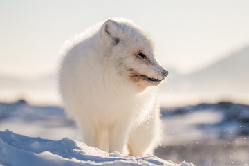 Lis polarn w zimowej szacie, południowy Spitsbergen © blackspeed