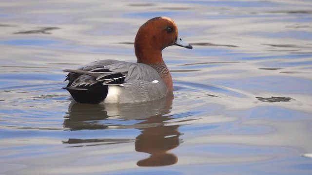 Duck Eurasian Wigeon or Widgeon (Mareca penelope) Duck Family. A pair of Wigeons, male then female, swim in water, close-up