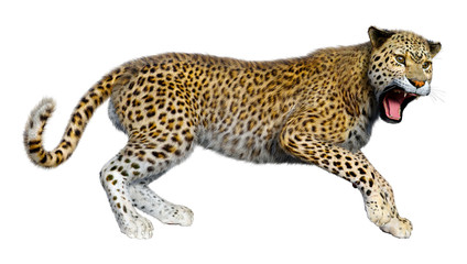 3D Rendering Big Cat Leopard on White © photosvac