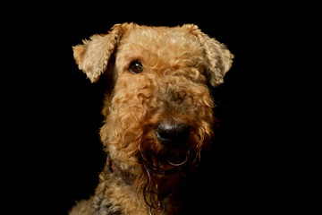 Portrait of a beautiful Airedale Terrier