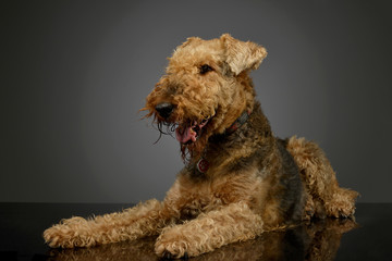 Studio shot of a beautiful Airedale Terrier