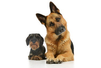 Studio shot of a Dachshund and a german shepher dog