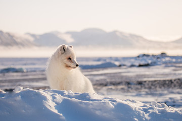 Lis polarn w zimowej szacie, południowy Spitsbergen - obrazy, fototapety, plakaty