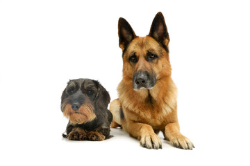 Studio shot of a Dachshund and a german shepher dog