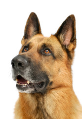 Portrait of an adorable German shepherd dog