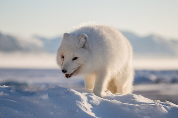 Lis polarn w zimowej szacie, południowy Spitsbergen © blackspeed