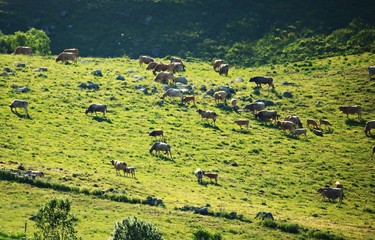 Cows graze in Alpine green meadows in high mountain Andorra in the middle of summer