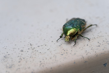 A close-up of a Green Rose Chafer ( Cetonia aurata ) a green metallic beetle on a stone underground