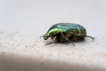 A close-up of a Green Rose Chafer ( Cetonia aurata ) a green metallic beetle on a stone underground