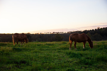 Two horses grazing in the grassy field