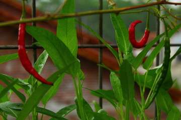 Red And Green Chili Papper In The Garden