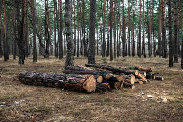 Sawn pine trees in spring forest ecology deforestation
