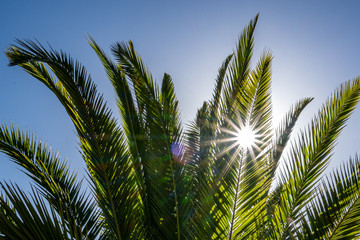 Palme im Gegenlicht