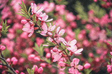 Shadows stretched from flowering trees