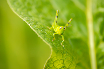 Giant Grasshopper also known as Valanga irregularis.