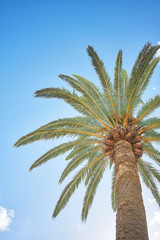 Fototapeta na wymiar palm tree in the city