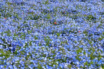 ネモフィラ・ひたち海浜公園（茨城県・ひたちなか市）