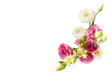 eustoma flowers pink and white isolated on white background 