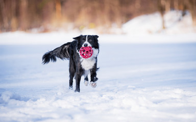 A border collie puppy runs with a ball in its mouth in the winter in the snow on a frozen and snow covered lake