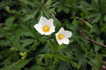 First spring flowers Anemone sylvestris. Closeup view of two beautiful white flower Snowdrop
