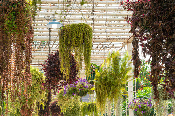 Various ferns and plants hanging on roof in botanic garden greenhouse 
