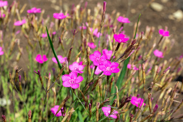 Obraz na płótnie Canvas magenta pink fragrant flowers Dianthus, Cheddar Pinks Firewitch. Sweet William flower