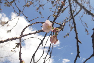 Cherry Blossom Japan