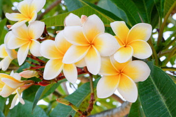 Obraz premium white and yellow frangipani flowers with natural background