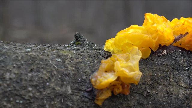 Tremella mesenterica (golden jelly trembler fungus) on a fallen tree at spring.