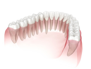 Morphology of human teeth. Medically accurate tooth 3D illustration