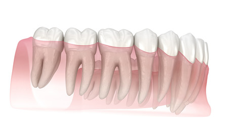 Fototapeta na wymiar Morphology of human teeth. Medically accurate tooth 3D illustration