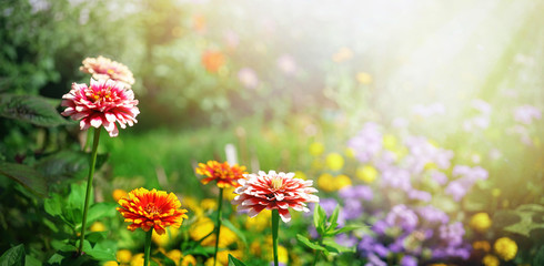 Bunte schöne Blumen Zínnia Frühlingssommer im sonnigen Garten im Sonnenlicht auf die Natur im Freien.