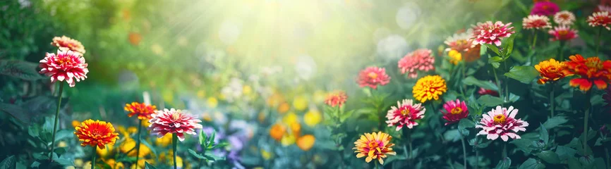  Kleurrijke prachtige veelkleurige bloemen Zínnia lente zomer in zonnige tuin in zonlicht op de natuur buiten. Ultrabreed bannerformaat. © Laura Pashkevich