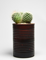 Cacti in recycled and painted can pot on gray background