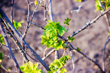 first green leaves on trees spring day