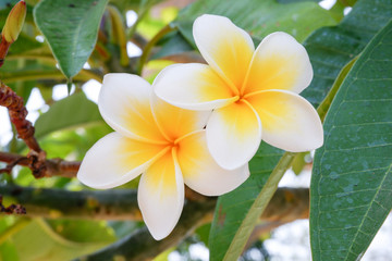 Obraz na płótnie Canvas white and yellow frangipani flowers with natural background