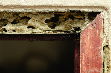 Close up wooden door frames that are damaged by termites eat wood, termites damage the house made...