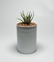 Succulent in recycled and painted can pot on gray background