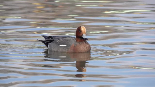 Duck Eurasian Wigeon or  Widgeon (Mareca penelope) male. Wigeon floats in the water, close up. The blue sky is reflected in the water. Early spring