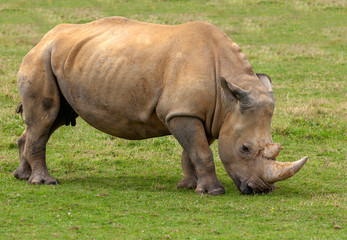Naklejka na ściany i meble Rhinocéros blanc